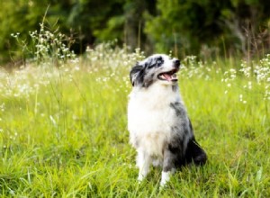 Top 10 Gray and White Dog Breeds – Stunning Looks & Family Favorites