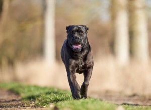 The Complete Guide to Cane Corso Coat Colors – Trusted Insights