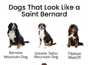 13 Large Dog Breeds Resembling Saint Bernard — Illustrated Guide