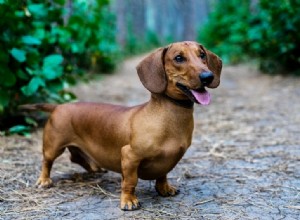 Explore 20 Stunning Dachshund Coat Colors & Patterns