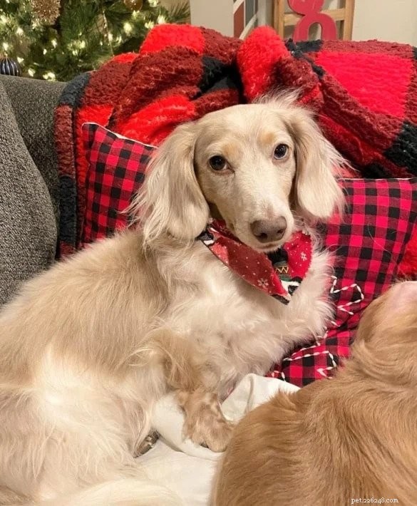 Utforska 20 fantastiska taxfärger och -mönster 