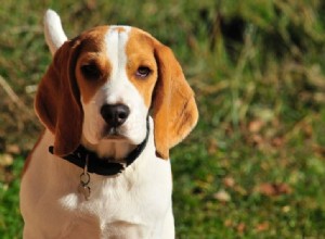 30 Small Dog Breeds to Consider: A Visual Guide