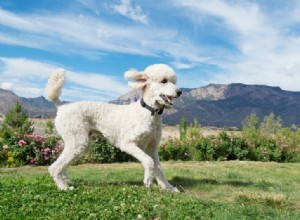 Explore the Five Poodle Types and Sizes with Photos