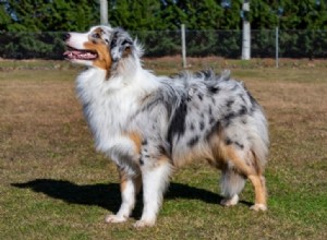 19 Stunning Merle Dog Breeds You’ll Absolutely Love