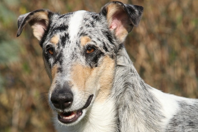 19 fantastiska Merle hundraser du absolut kommer att älska 