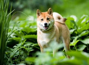 Discover Every Shiba Inu Color – A Comprehensive Guide with Images