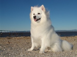 Discover 20 Stunning White Dog Breeds – Pictures & Insights