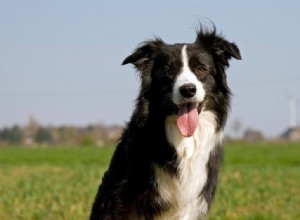 20 Top Herding Dog Breeds – A Comprehensive Guide with Photos