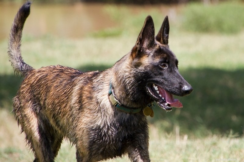 20 bästa vallhundraser – En omfattande guide med foton 