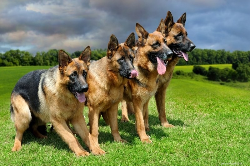 20 bästa vallhundraser – En omfattande guide med foton 