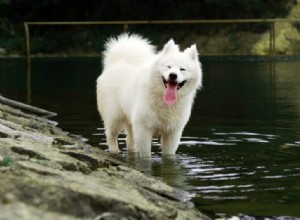 Samoyed Coat Colors: Beyond Classic White