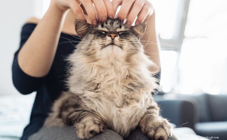Объяснение мурлыкающей терапии:как кошачье мурлыканье улучшает здоровье человека 