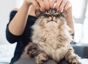 Purr Therapy Explained: How Cat Purring Boosts Human Health