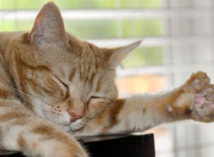 Polydactyl Cats Explained: 6-Toed Felines and Their Care