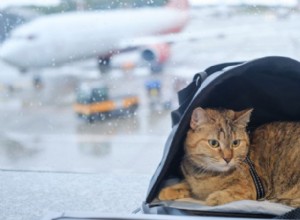 Traveling by Plane with Your Cat: A Comprehensive Guide