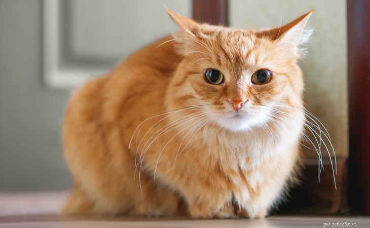 고양이 스트레스 관리:고양이의 웰빙을 인식, 예방 및 지원 