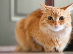 Managing Cat Stress: Recognize, Prevent, and Support Your Feline’s Well‑Being