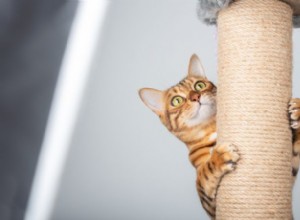 Professional Guide to Caring for Your Cat’s Claws: Health, Safety, and Maintenance Tips
