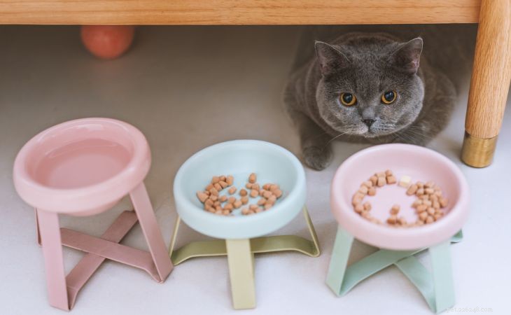 정형외과용 고양이 그릇에 대한 최종 가이드:이점 및 올바른 그릇을 선택하는 방법 