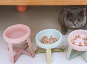 The Ultimate Guide to Orthopedic Cat Bowls: Benefits & How to Choose the Right One