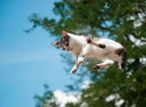 Do Cats Really Always Land on Their Feet? Myths vs. Reality