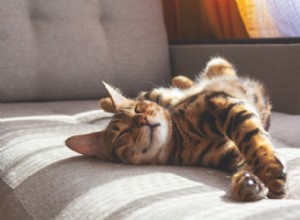 How to Safeguard Your Cat from Sun Damage: Expert Tips