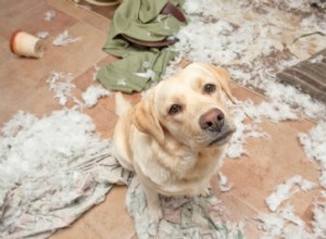 Spotting Dog Boredom: Signs, Causes, and Effective Solutions