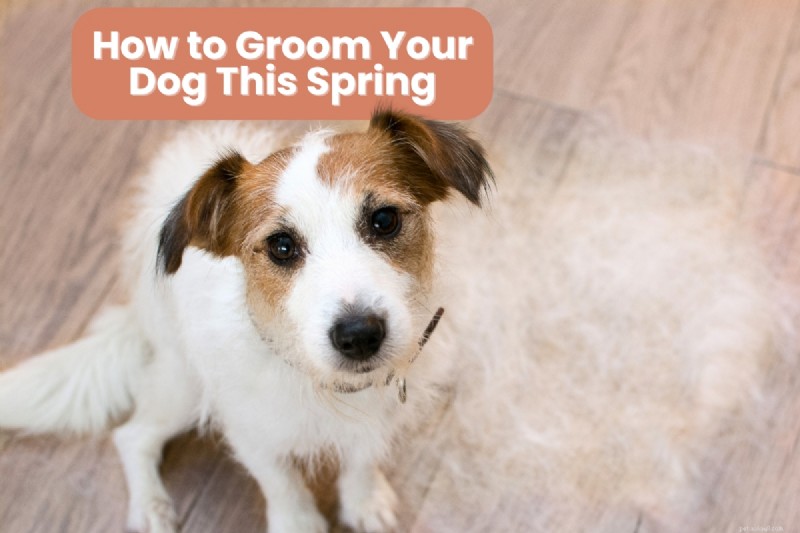 Guide de toilettage pour chiens de printemps :meilleurs conseils pour gérer la mue et garder votre chiot frais 