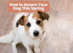 Spring Dog Grooming Guide: Top Tips to Manage Shedding & Keep Your Pup Looking Fresh