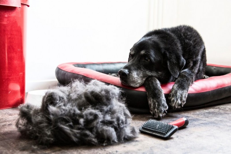 Guide de toilettage pour chiens de printemps :meilleurs conseils pour gérer la mue et garder votre chiot frais 