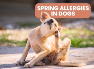 Managing Spring Allergies in Dogs: Expert Guide to Relief & Prevention