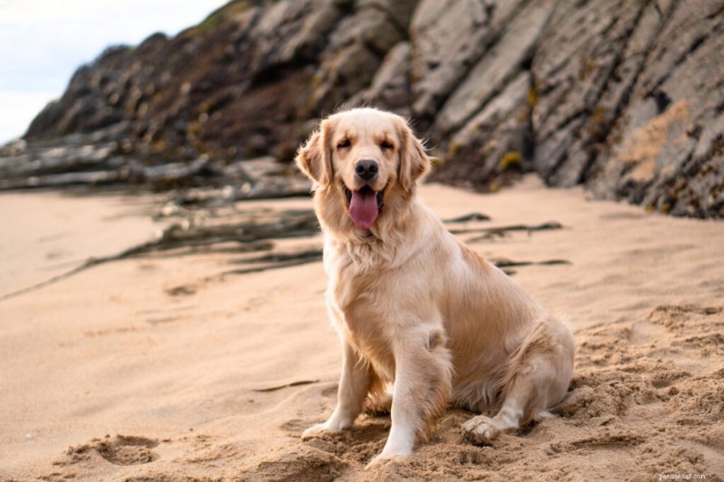 10 commandes essentielles pour chiens que chaque propriétaire devrait maîtriser 