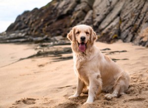 10 Essential Dog Commands Every Owner Should Master