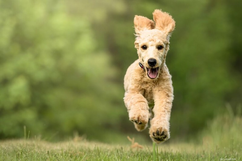 10 commandes essentielles pour chiens que chaque propriétaire devrait maîtriser 