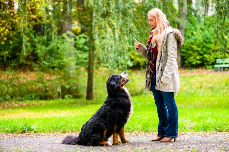 10 commandes essentielles pour chiens que chaque propriétaire devrait maîtriser 
