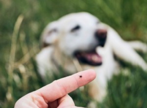 Protecting Your Dog from Tick Threats: Essential Prevention Tips