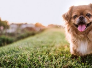 Top 10 Apartment-Friendly Dog Breeds for Happy Living