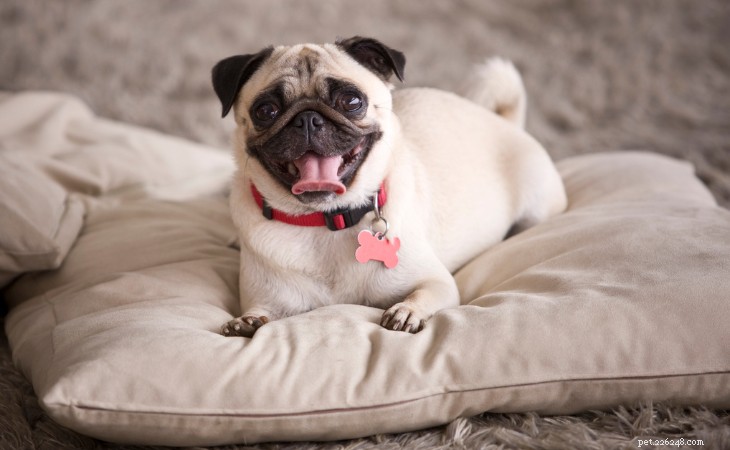 幸せな暮らしのためのアパートに適した犬種トップ10 