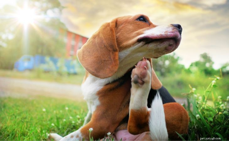 犬のアレルギー：原因、症状、効果的な治療法 