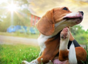 Allergies in Dogs: Causes, Symptoms & Effective Treatments