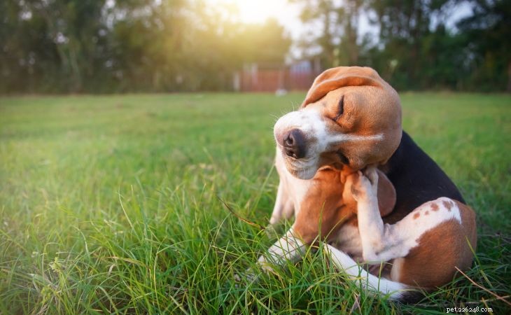 犬のアレルギー：原因、症状、効果的な治療法 