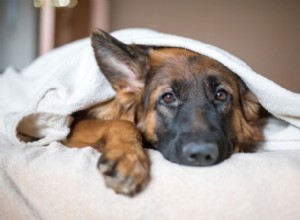 Supporting Your Dog Through Divorce: A Compassionate Guide