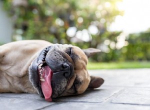 Dog Heat Stroke: Recognizing Symptoms and Preventing Fatal Hyperthermia