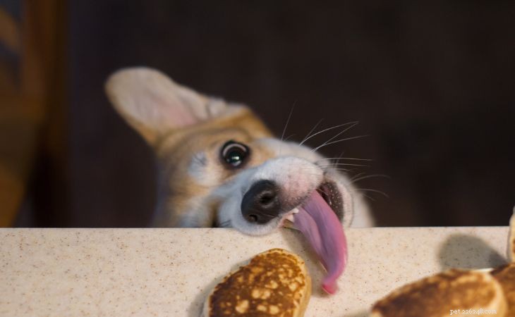 犬が食べ物や持ち物を盗むのを防ぐ方法 