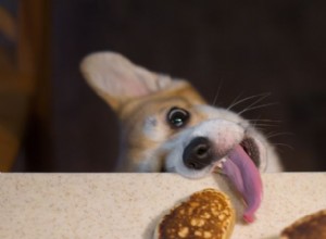 How to Stop Your Dog from Stealing Food & Belongings