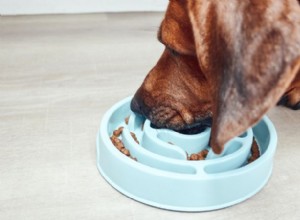Slow Feeder Dog Bowls: The Ultimate Guide to Healthy Eating for Your Pet