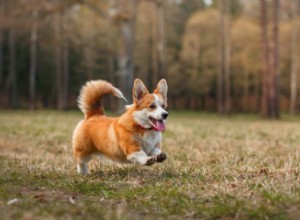 20 Adorable Small Dog Breeds You’ll Love