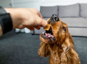 Choosing the Perfect Treats for Your Dog: A Guide to Health & Happiness