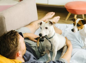 NY Legislation Aims to Ban Shock Collars, Protecting Dogs from Harm