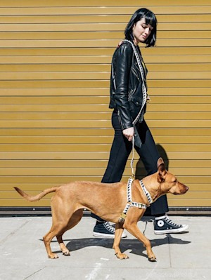 La législation de New York vise à interdire les colliers antichocs, protégeant ainsi les chiens du danger 